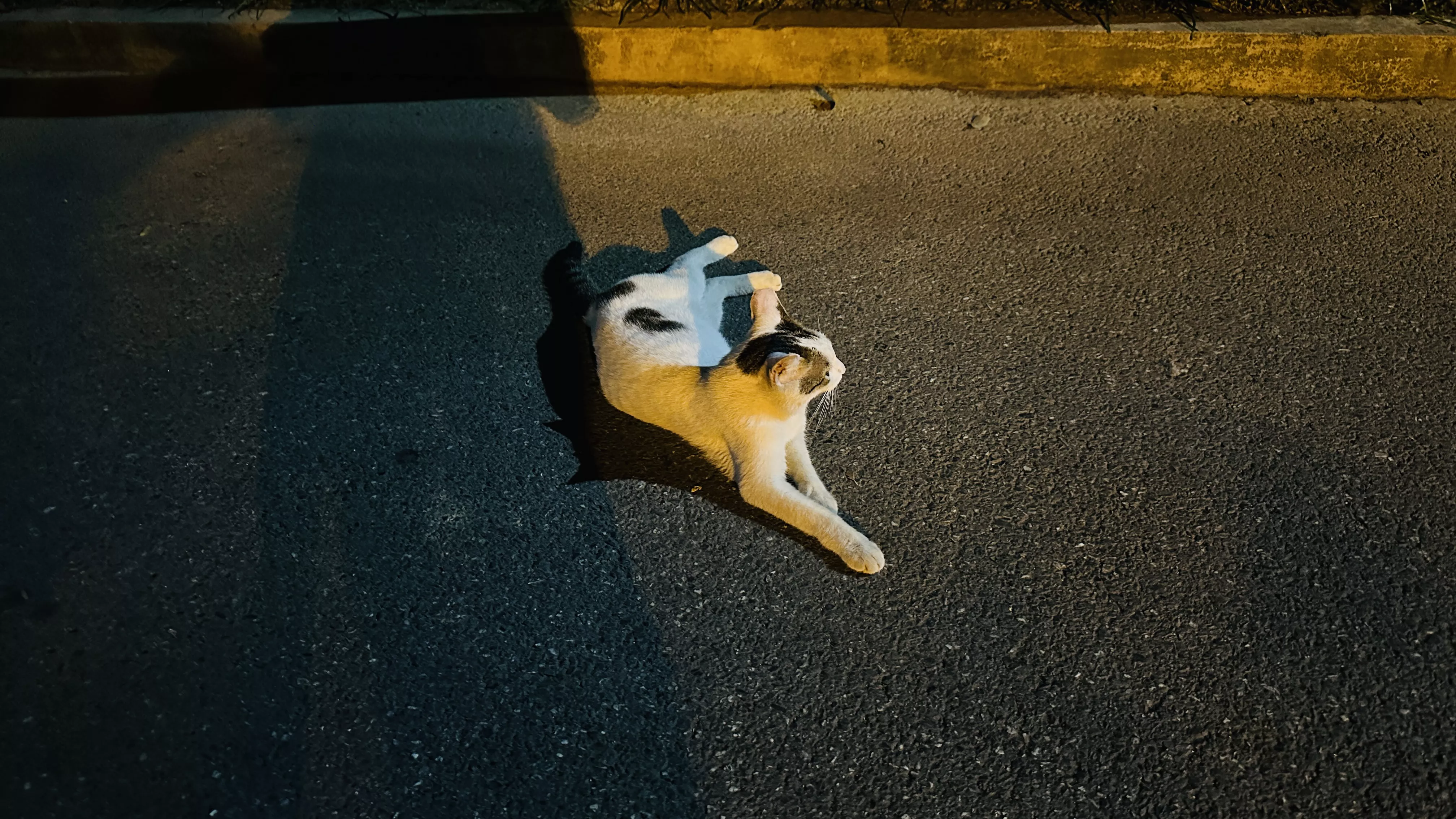 广州的猫咪