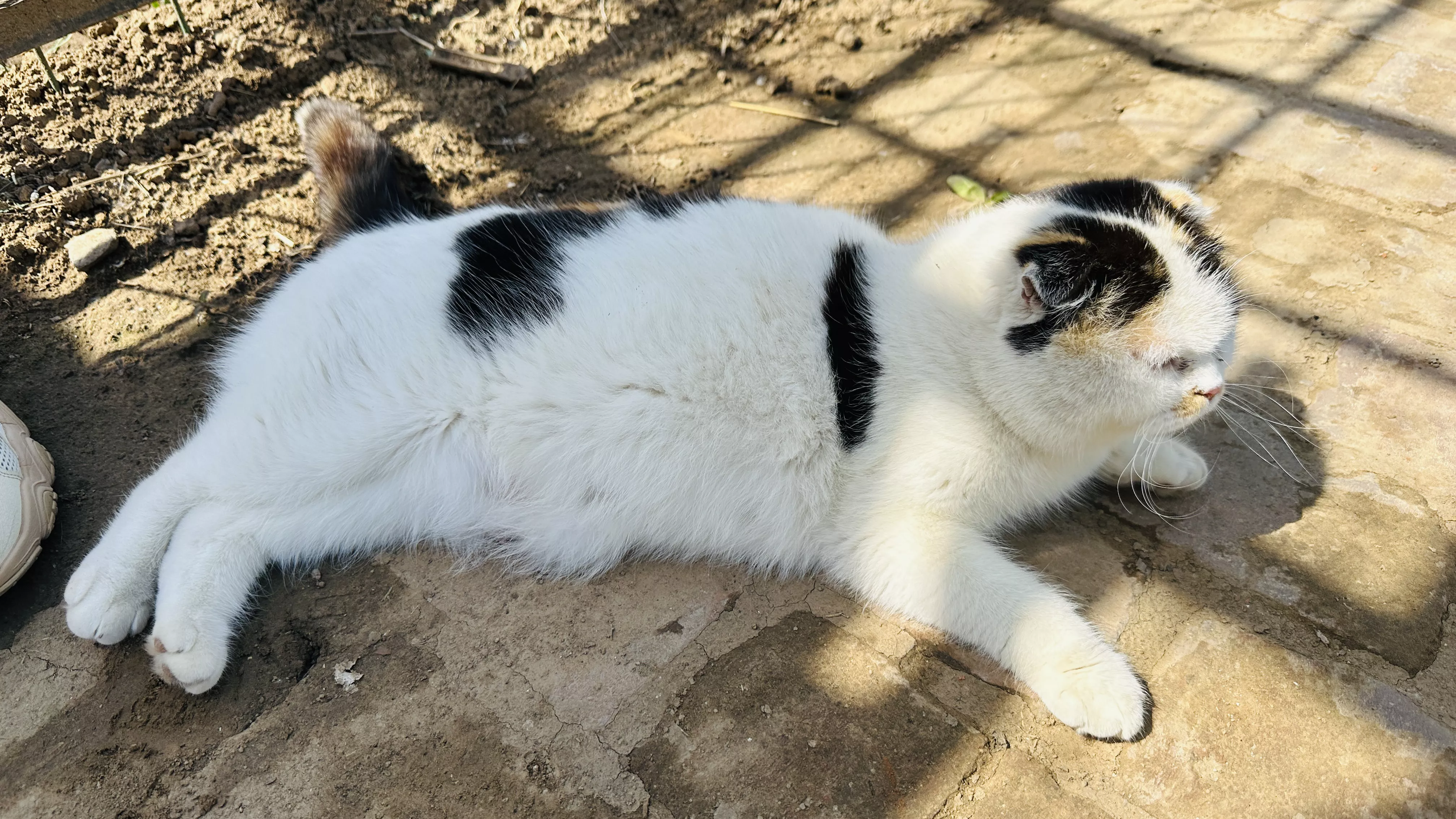 菜园子的猫咪