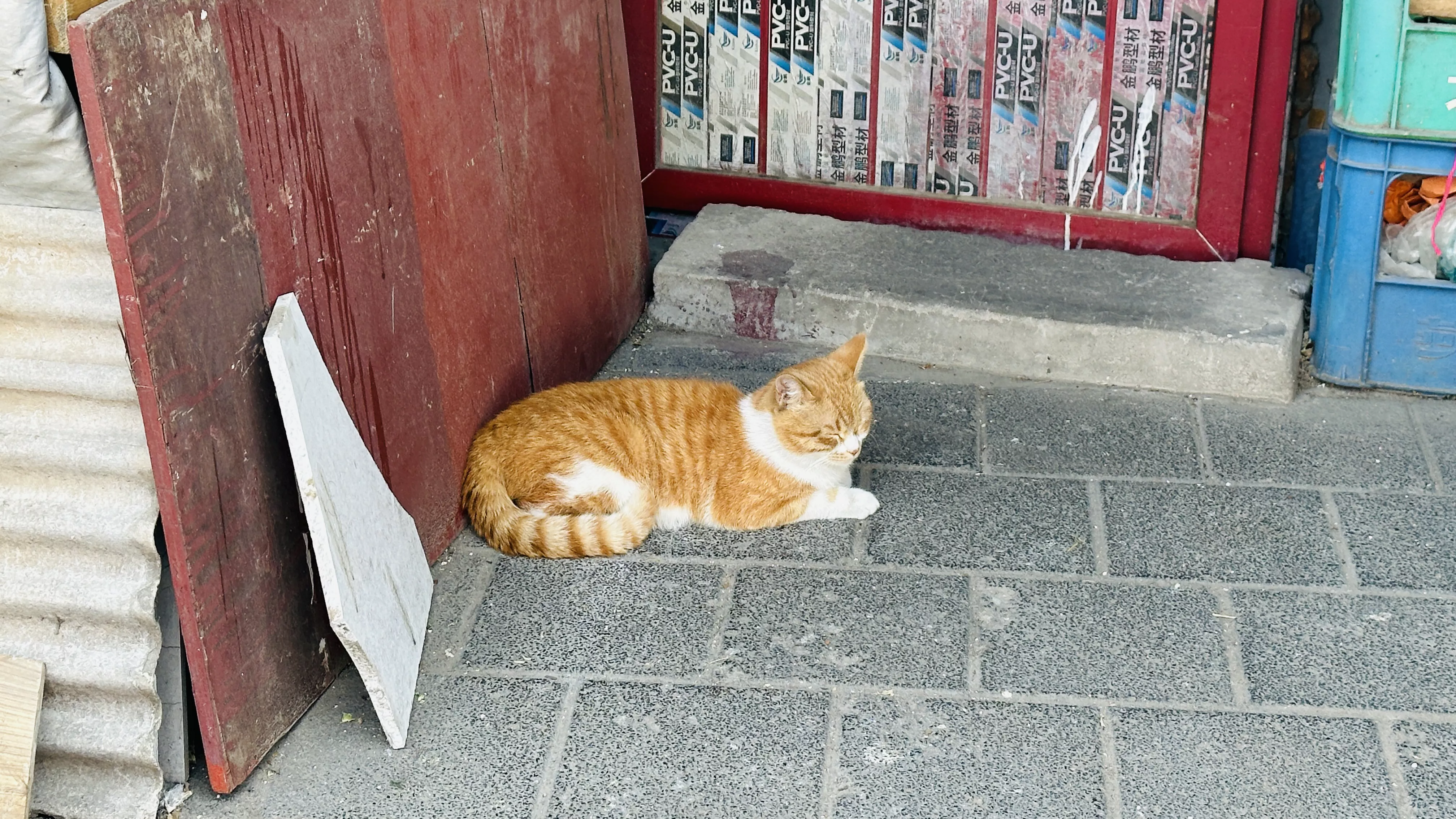 大栅栏的猫咪