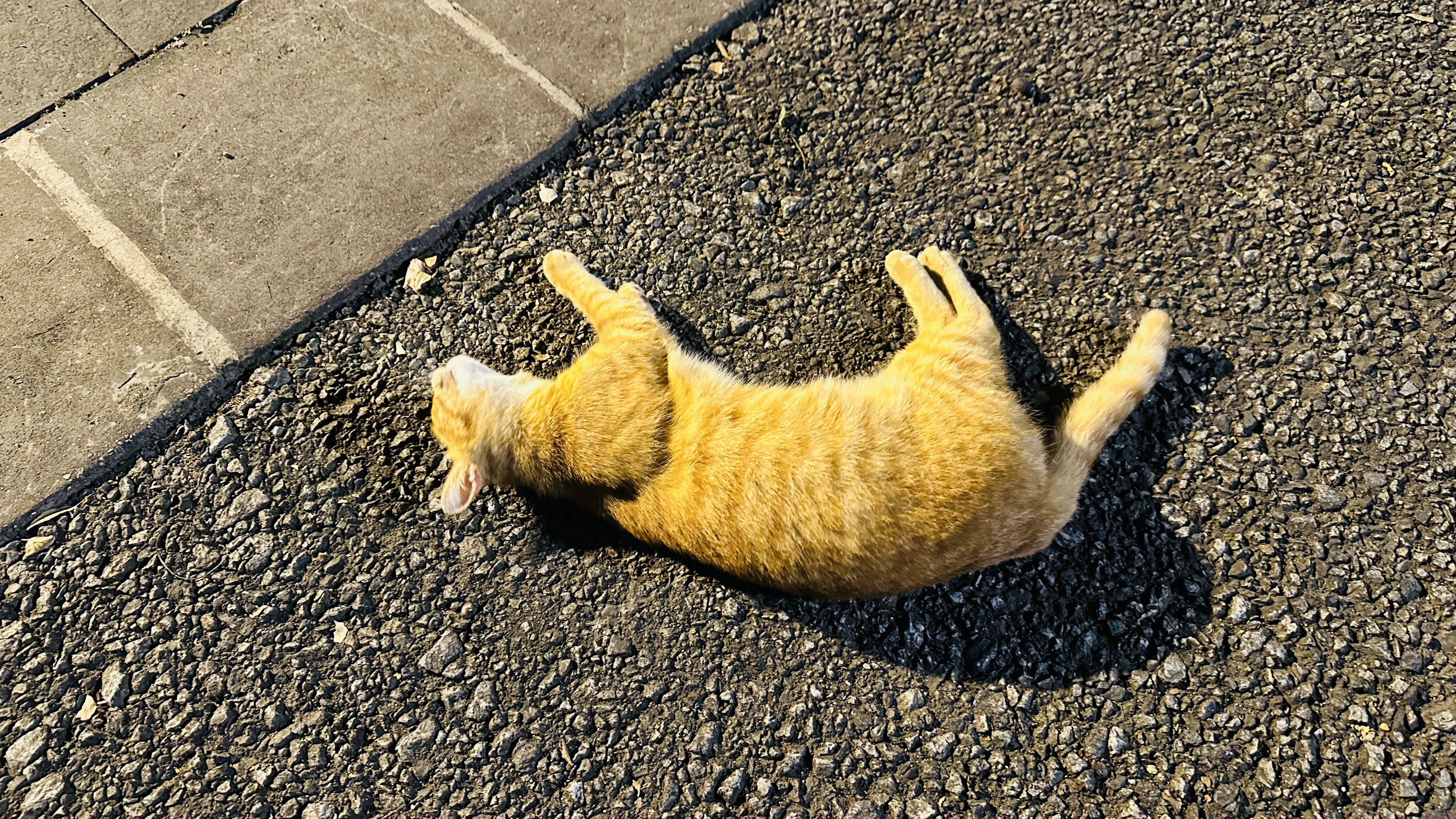广州的猫咪